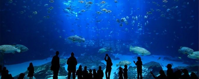 istanbul-aquarium