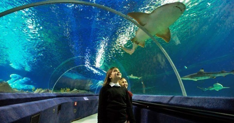 istanbul sealife aquarium entrance ticket istanbul com