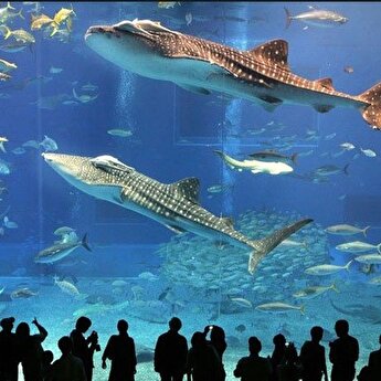 Istanbul Family Attractions Istanbul Sealife Legoland Jungle Park