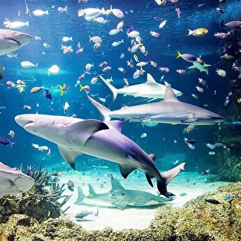 istanbul sealife aquarium entrance
